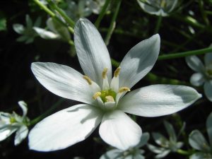 Bachblüten